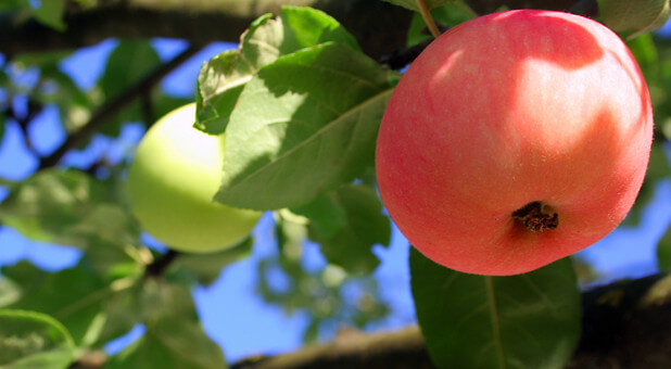 fruit on tree branch