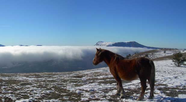 horse in clouds