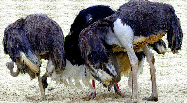 Ostrich head in sand