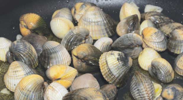 Cooked clams