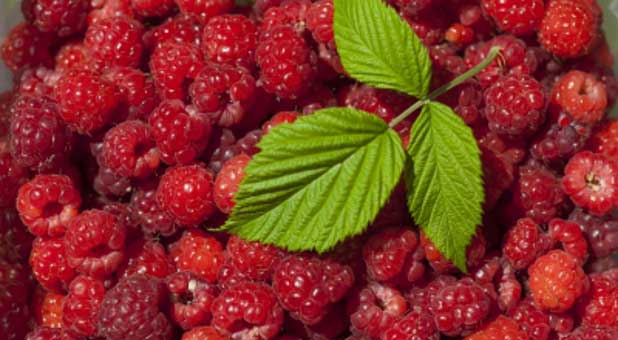 raspberries