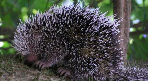 Porcupine