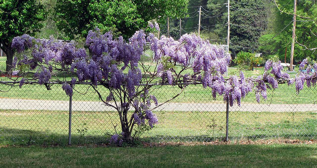 The beauty of the wisteria vine is difficult to resist. But, remember, it needs frequent pruning.