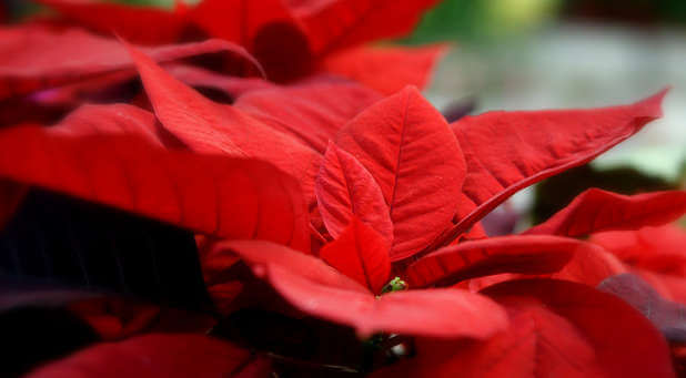 Contrary to some opinions, poinsettias are not poisonous.