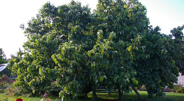 The mulberry tree is often referred to as