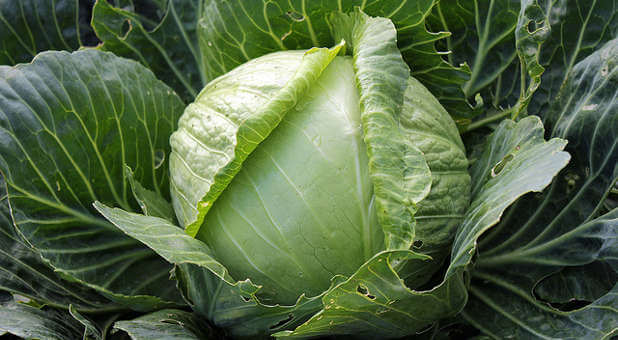 Cabbage