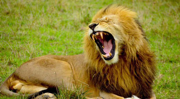 Peter likened our enemy to a roaring lion. Sometimes his subtle deceptions are the deadliest.