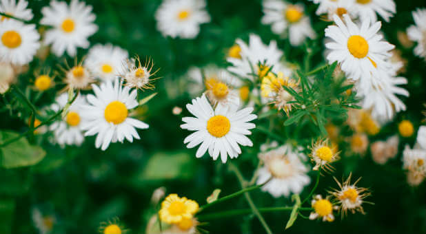 A simple pot of flowers could bless someone deeply.