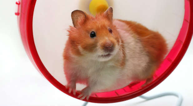 Hamster wheel