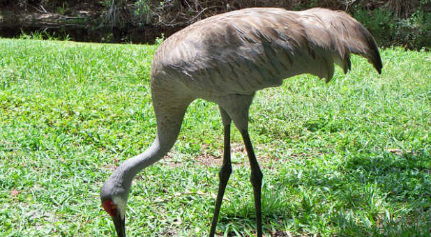 Sandhill cranes are one of those breeds that mate for life.