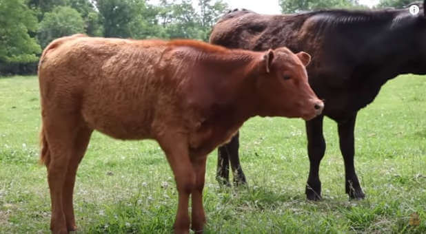 Bible Prophecy Fulfilled: Red Heifer Born in Israel Marks a Prophetic Milestone
