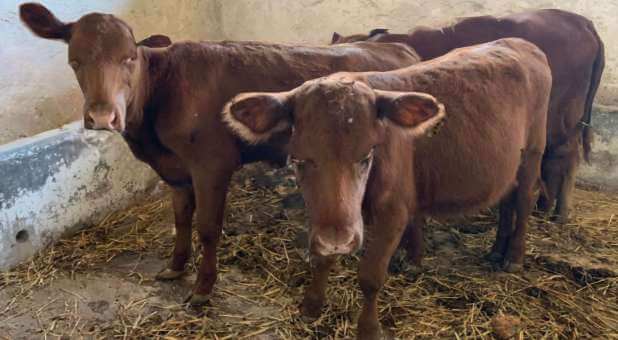 Morning Rundown: The Day of the Prophetic Red Heifer Is Almost Here